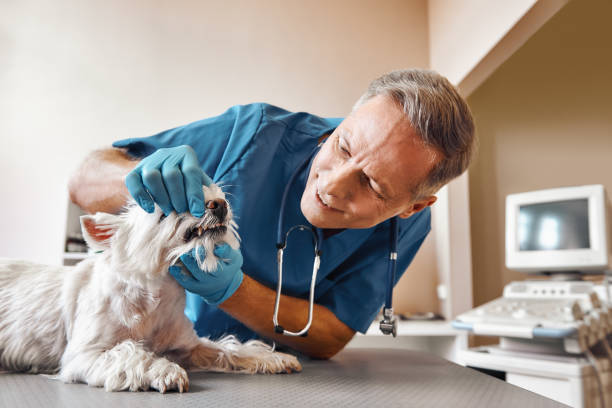 Best Emergency Dental Care for Abscessed Tooth in Farmers Loop, AK